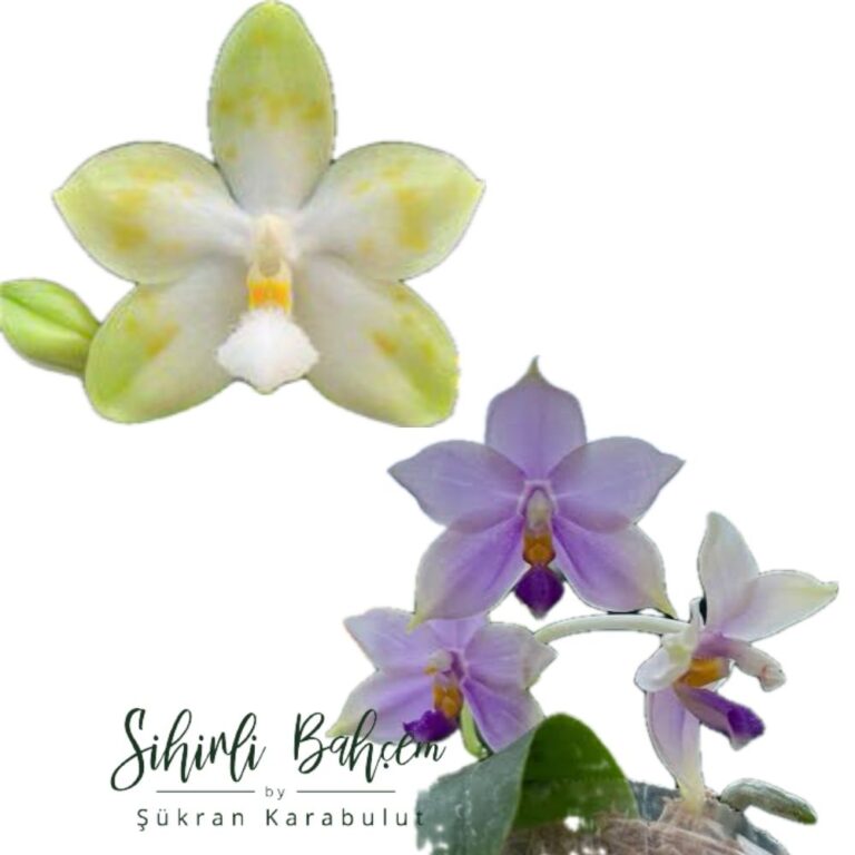 Phalaenopsis Tzu Chiang Tetralitz 'Flava' x SWR GV 'M625' (İthal)(Kokulu)