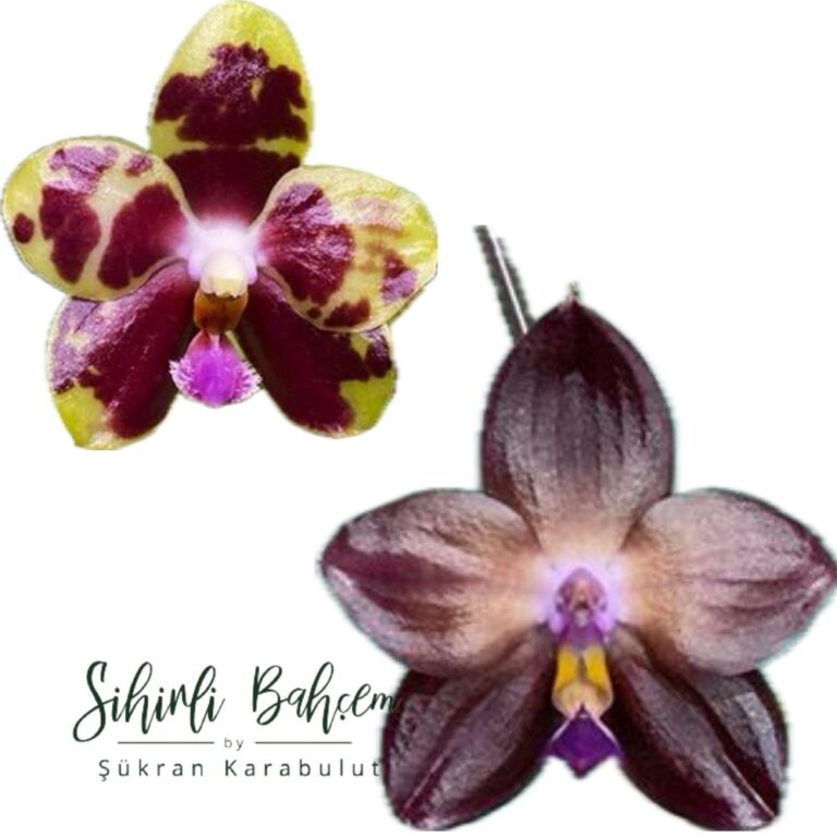 Mituo Phalaenopsis (Yaphon Image x Fusheng Beauty Star) x Mituo Purple Dragon '#43' (İthal)(Kokulu)