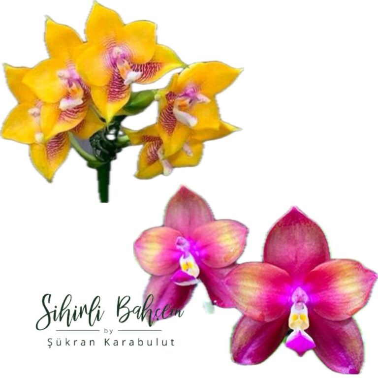 Phalaenopsis Mituo Gelb Eagle 'Y-1' x Mituo Love 'Rainbow-520' (İthal)(Yoğun Kokulu)(Dallı)