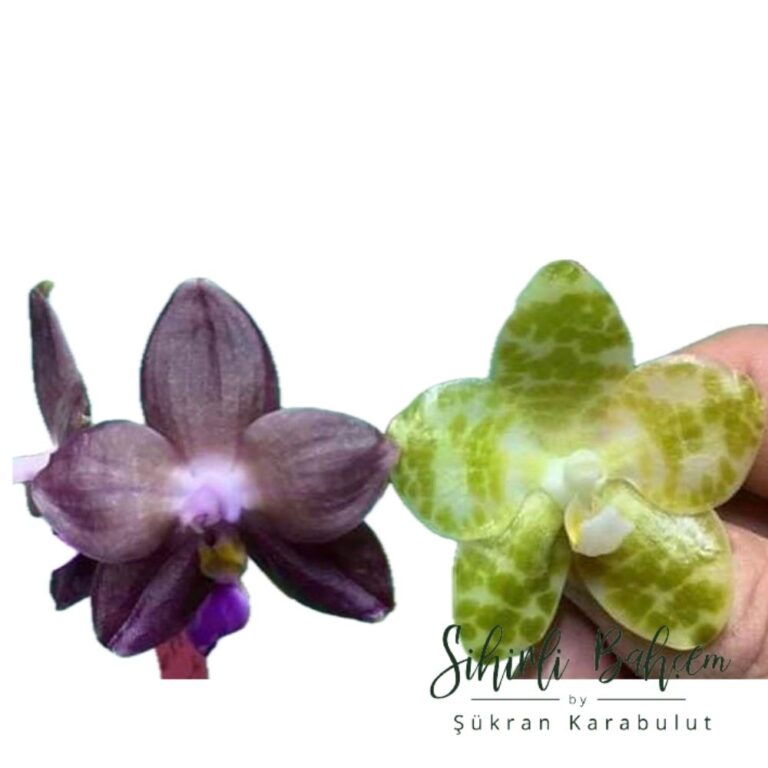 Phalaenopsis Mituo Purple Dragon x gigantea alba 'Ta wei' (İthal)(Kokulu)