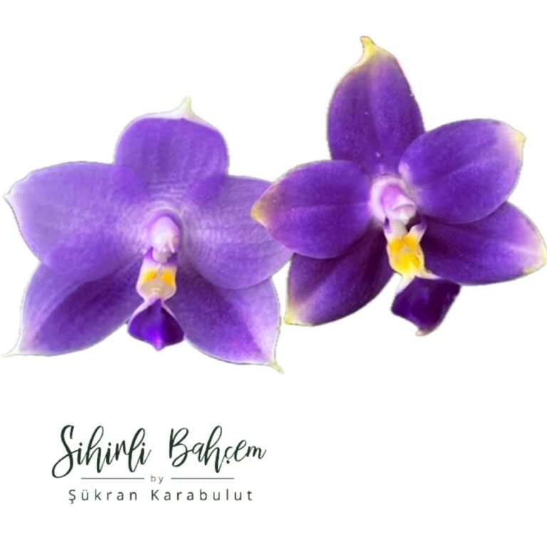 Phalaenopsis Mituo Purple Dragon 'Blue' x violacea indigo 'SWR835' (İthal)(Yoğun Kokulu)(Dallı))
