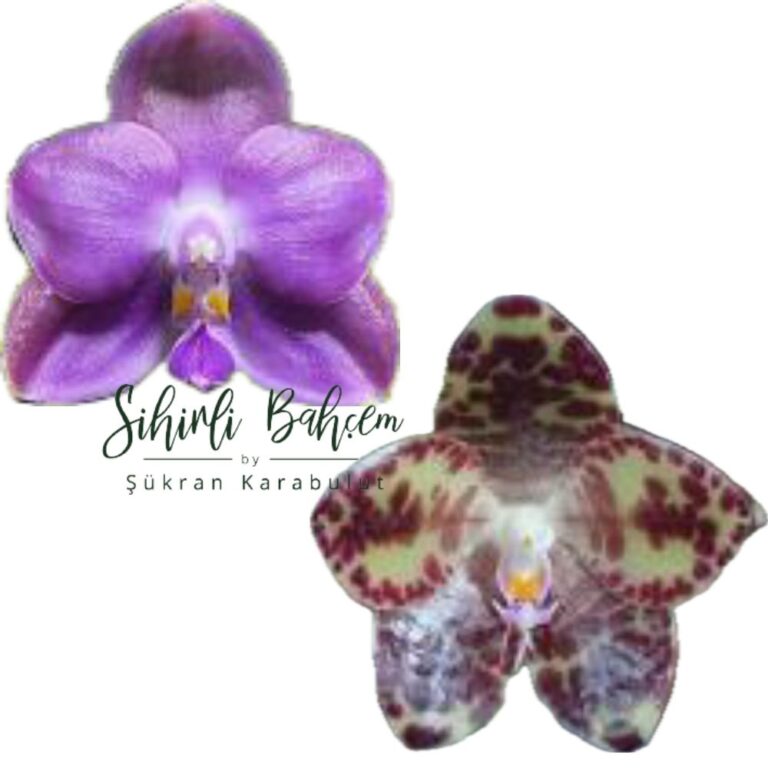Mituo Phalaenopsis gigantea 'M-13' x Mituo Purple Dragon (İthal)(Kokulu)