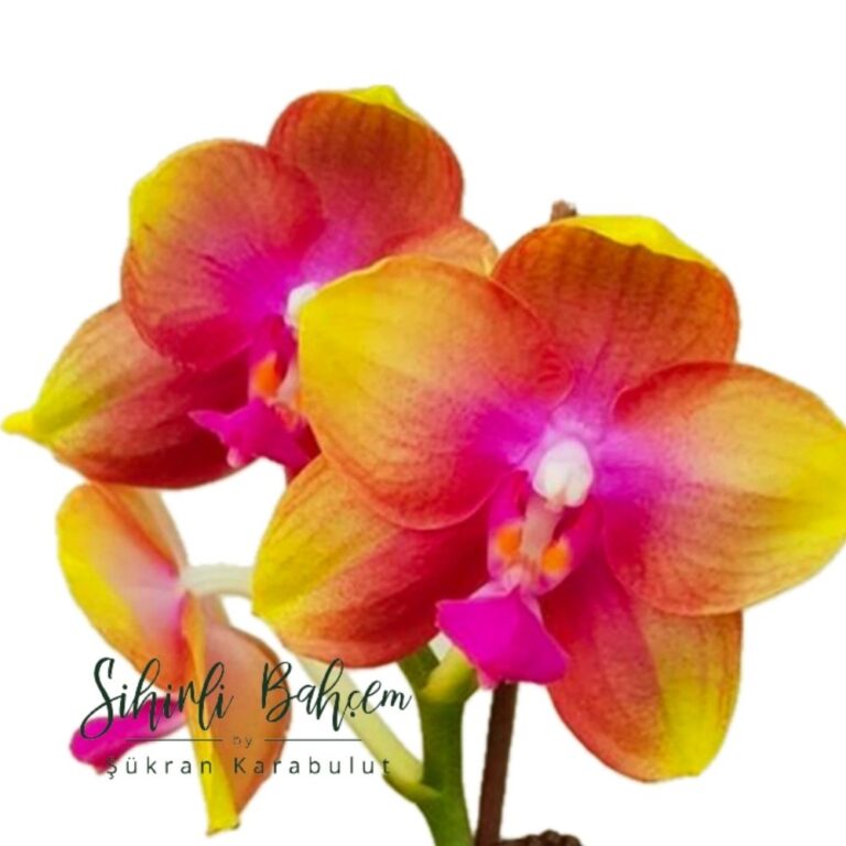 Phalaenopsis Allura 'AL's Rainbow (İthal)(Dallı)(Kokulu)