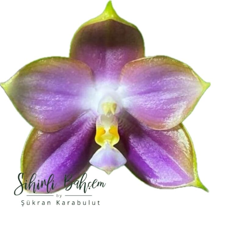 Phalaenopsis Mituo Reflex Dragon 'Blue Ring' MO675 (İthal)(Kokulu)