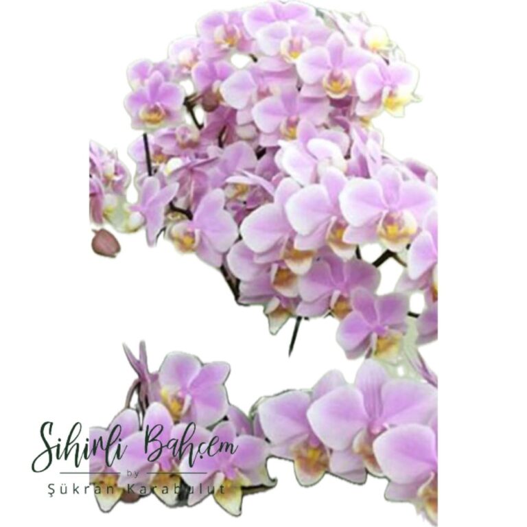 Phalaenopsis Pinlong Cherry (schilleriana x Cassandra) (İthal)(tatlı parfüm kokulu)