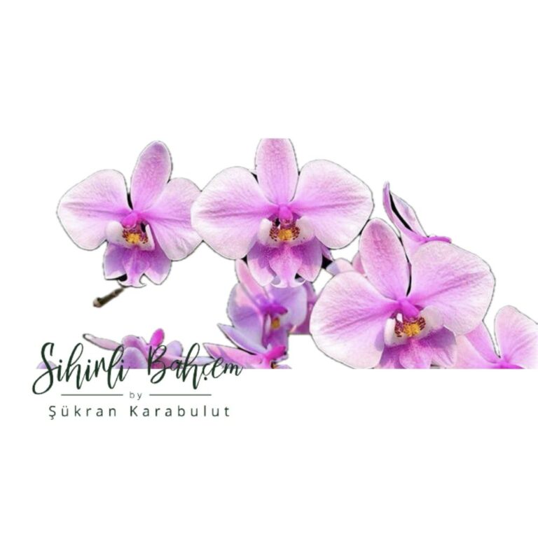 Phalaenopsis schilleriana x sib (İthal)(Kokulu)