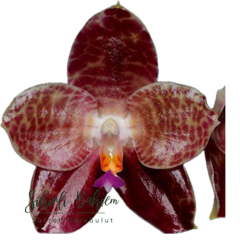 Phalaenopsis Ohl Flame (İthal)(Kokulu)(Dallı)