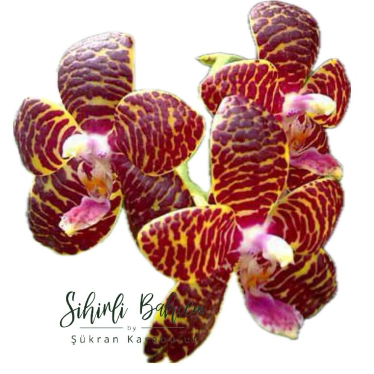 Phal.  CH113 P. Red jaguar 'TH' (İthal)