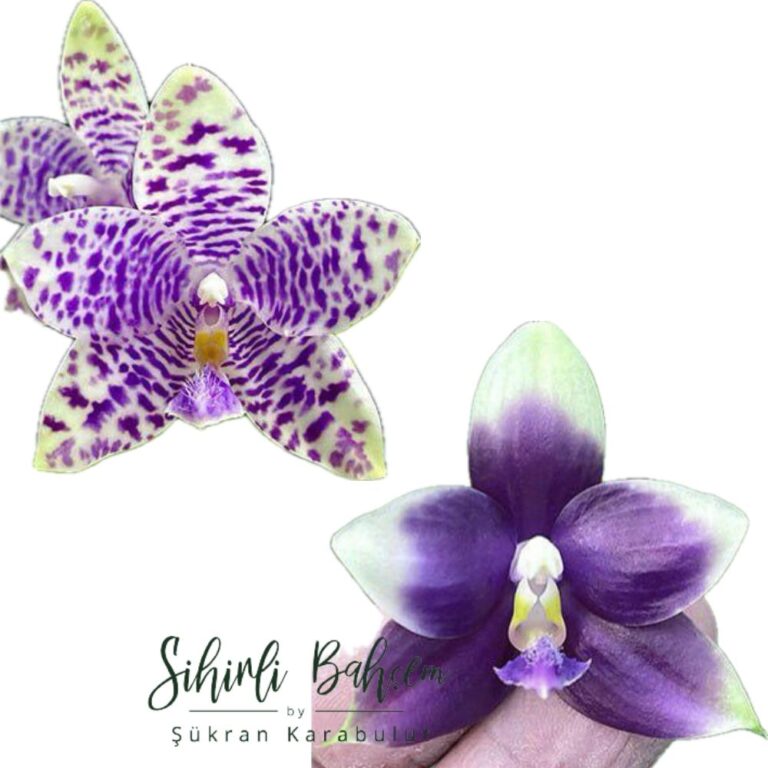 Phalaenopsis (YangYang Blue Flash x YangYang Blue Liulii) (İthal)(Yoğun Kokulu)