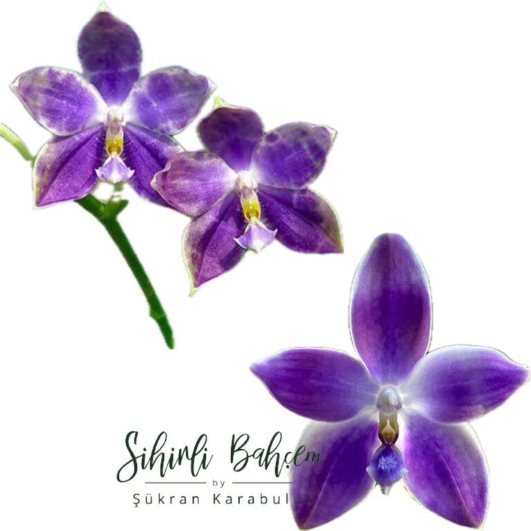 Phalaenopsis (YangYang Blue Flash x YangYang Blue Dance) (İthal)(Yoğun Kokulu) (Dallı)