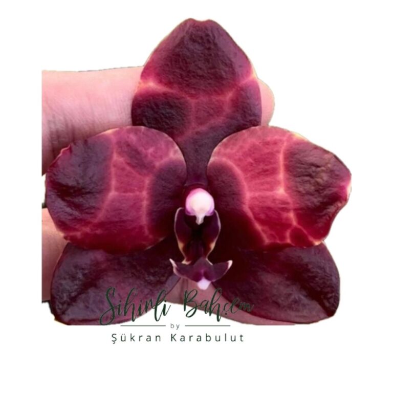 Phal. Mituo Diamond ‘Mothra’ (İthal)