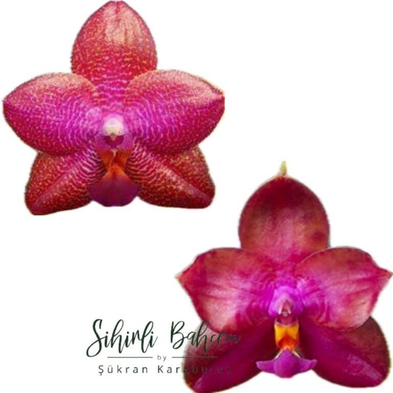 MA0565 kodu, Mituo Miro super star mo198* x LD sun dragon mo98 (İthal)(Kokulu)