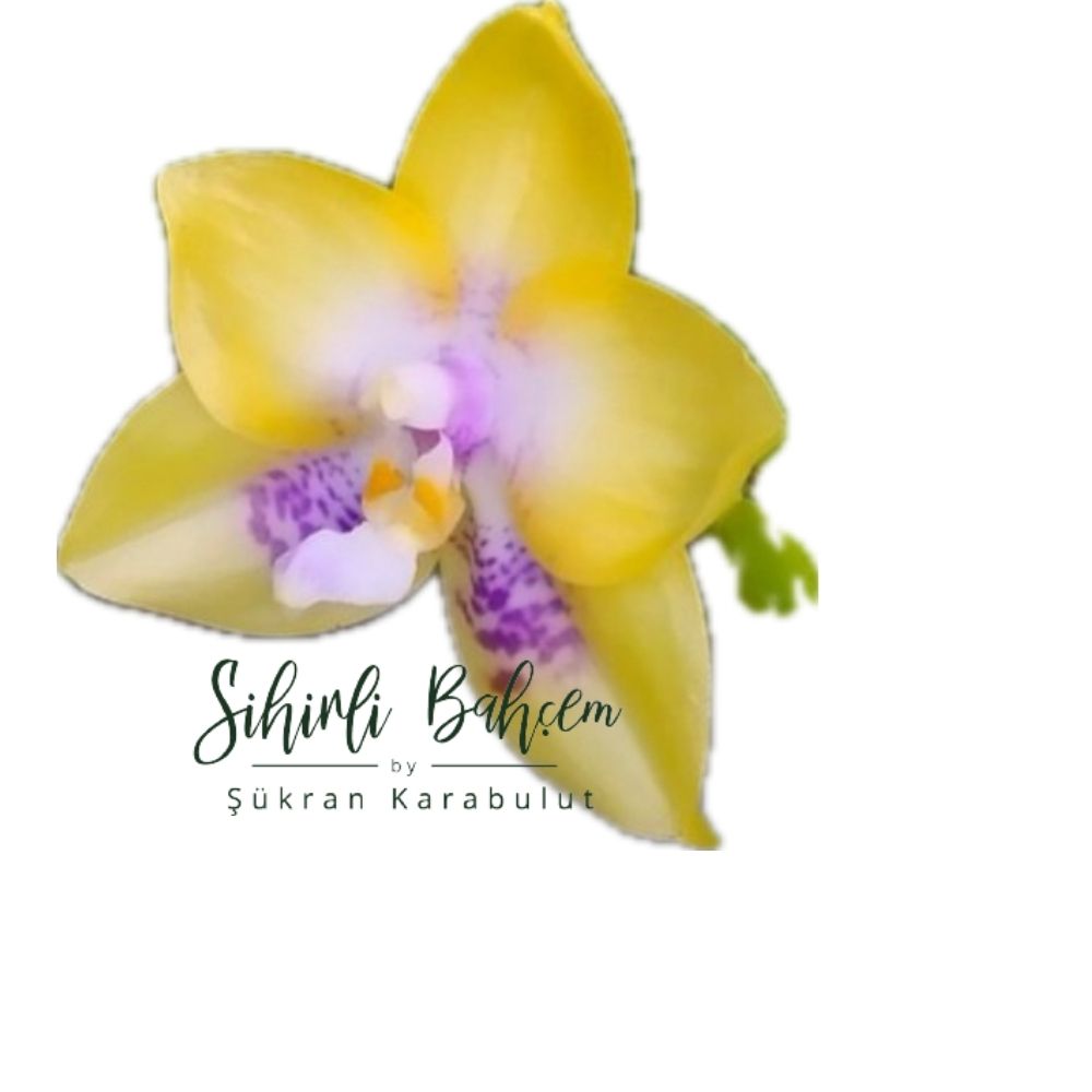 Phalaenopsis Mituo Gelb Eagle 'Oriole' x Mituo Reflex Dragon 'Blue Ring' (İthal)(Yogun Kokulu)(Dallı)(A62)