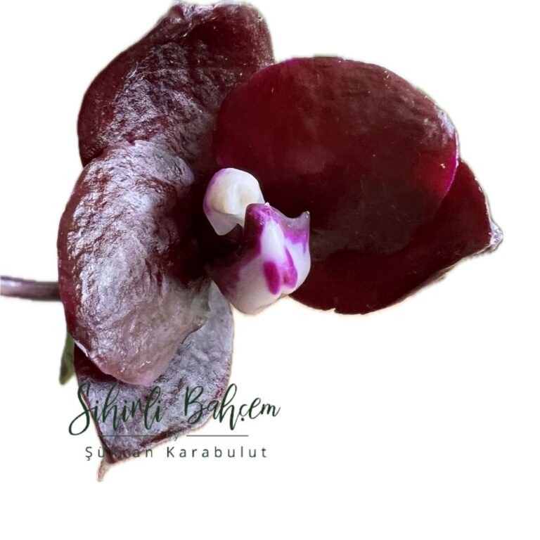 Phal. Mituo Sunrise 'Angel Rose' x Mituo Purple Dragon (İthal)(Kokulu)(Dallı)