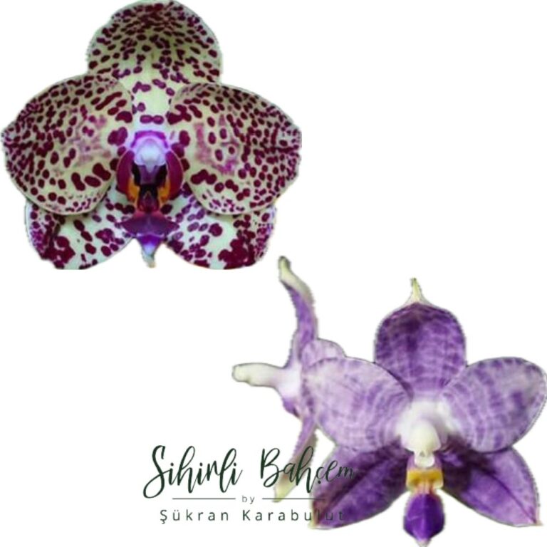 Phal. Mituo Sunrise 'Angel Rose' x Mituo Purple Dragon (İthal)(Kokulu)