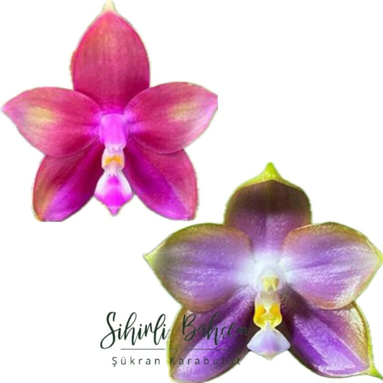 Phal. Mituo  Reflex Dragon 'Blue-2 x Mituo Love M#2' (İthal)(Kokulu)