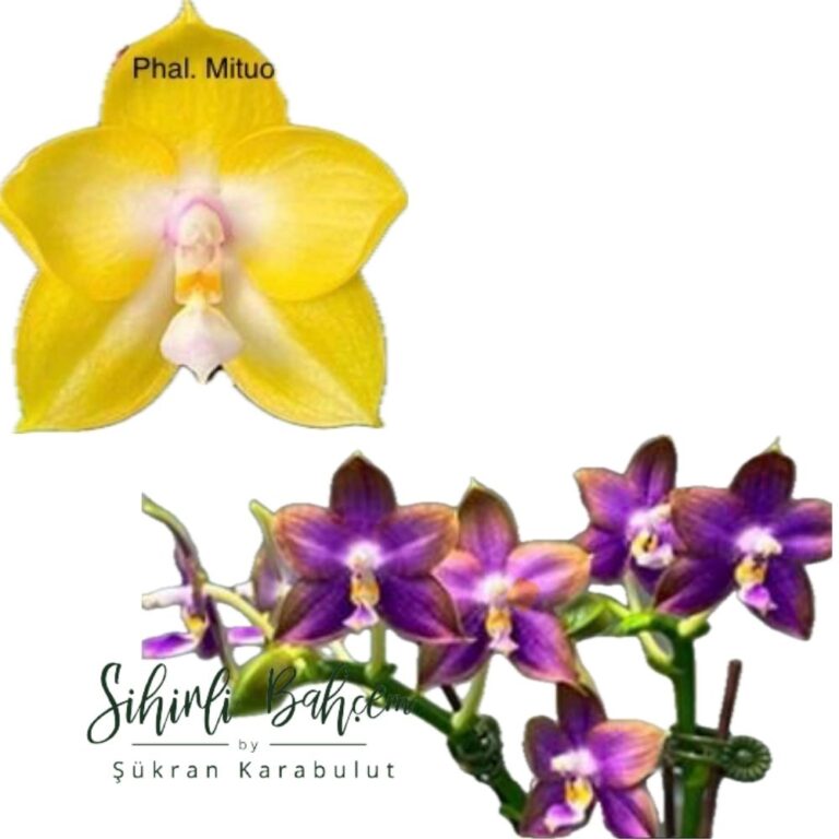 Phalaenopsis Mituo Gelb Eagle 'Oriole' x Mituo Reflex Dragon 'Blue Ring' (İthal)(Yoğun Kokulu)(Dallı)