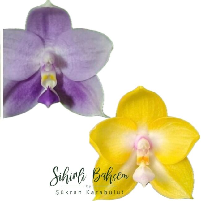 Phal. Mituo Gelb Eagle ‘Oriole’ X Phal. Mituo Purple Dragon ‘B37’ (İthal)(Yogun Kokulu)