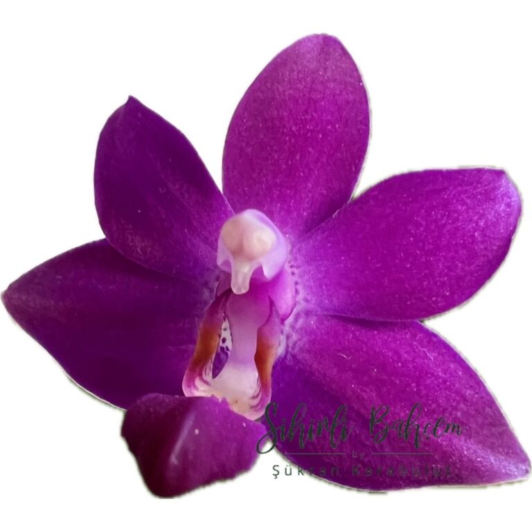 Phal. Sapphire’s Galah (Yoğun Kokulu)