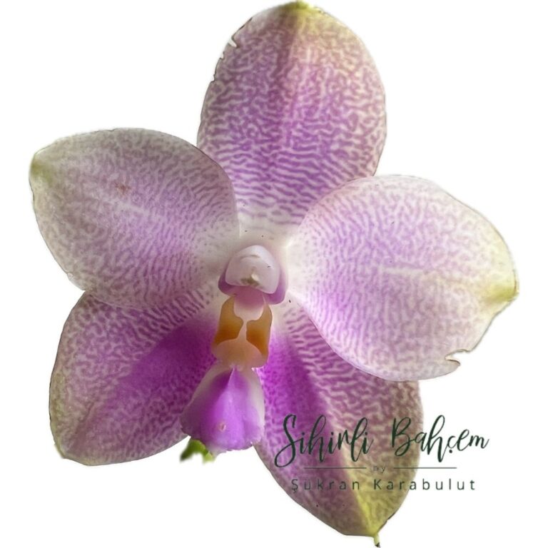 Phalaenopsis Mituo Purple Dragon 'M#30' x Yungho Gelb Canary 'Sunshine' (Yoğun Kokulu)(İthal)