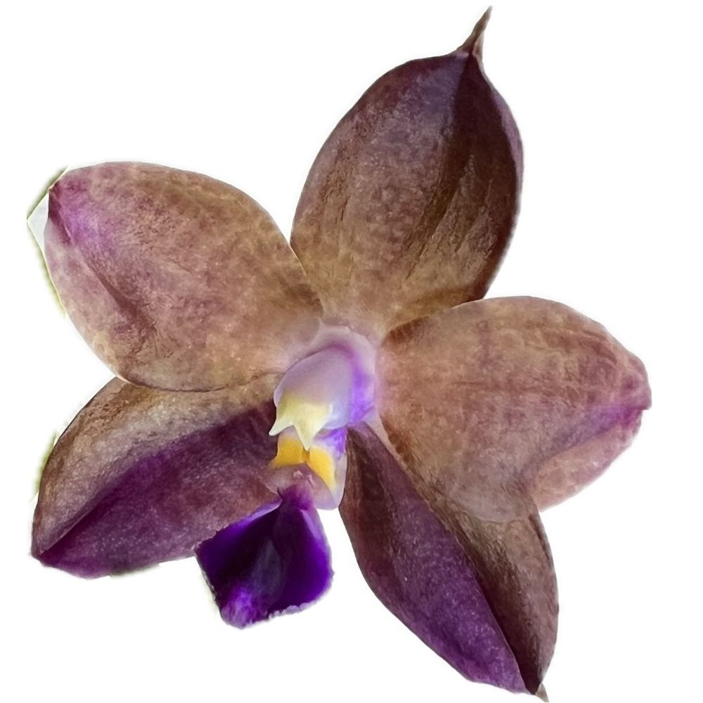 Phalaenopsis Mituo Purple Dragon 'Qilin' (İthal)(Çiçekli)(Kokulu)