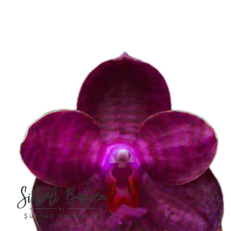 Phalaenopsis I-Hsin Spot Eagle 'Montclair' (İthal)(Ödüllü Tür)