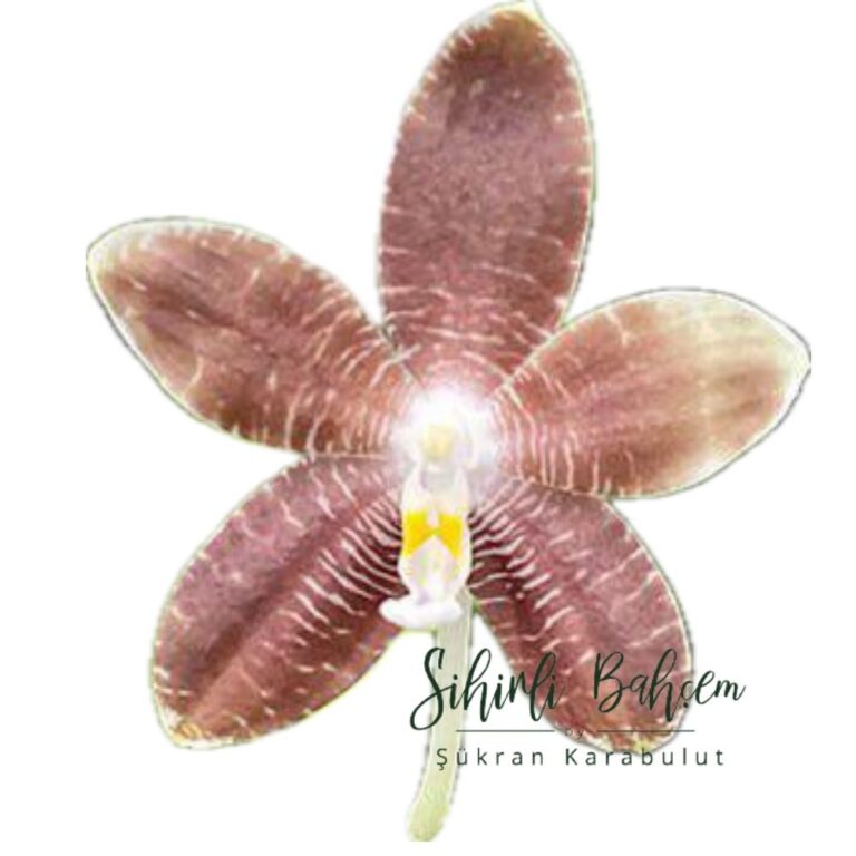 Phalaenopsis (LD's Bear King x speciosa) coffee (İthal)(3 Dallı)(Çiçekli)(Yoğun Kokulu)