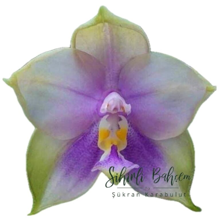 Phalaenopsis Mituo Prince 'Bb' (İthal)(Kokulu)