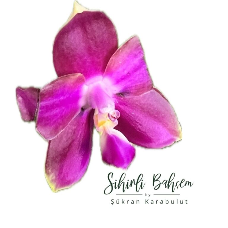 G2- Phalaenopsis Mituo Reflex Dragon 'Blue - 2' x Mituo Love 'Rainbow-520' (İthal)(Kokulu)(Dallı)