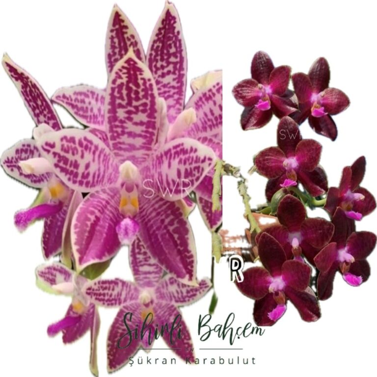 Phalaenopsis SWR Wild Champagne 'Fireworks' x SWR Gigan Cherry 'SWR Ruby' (İthal)(Kokulu)