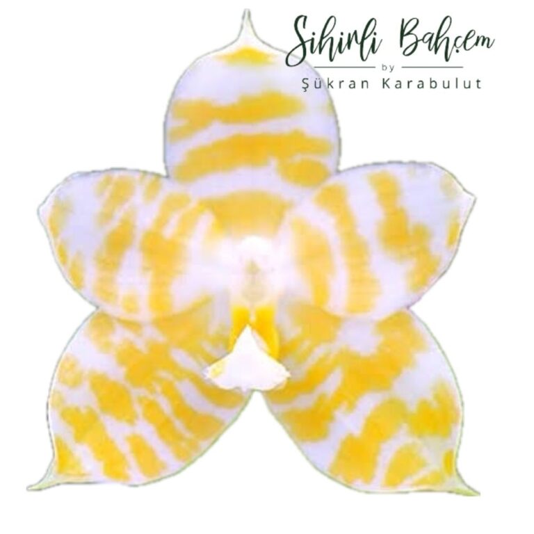 Phalaenopsis KS Super Zebra 'Golden Zebra' (İthal)