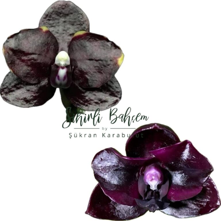 2 Adet Orkide - Phalaenopsis Mituo Reflex DD 'Carbonado' (İthal)(Kokulu) X Phalaenopsis Mituo Diamond 'Cinderella' (İthal)(Kokulu)