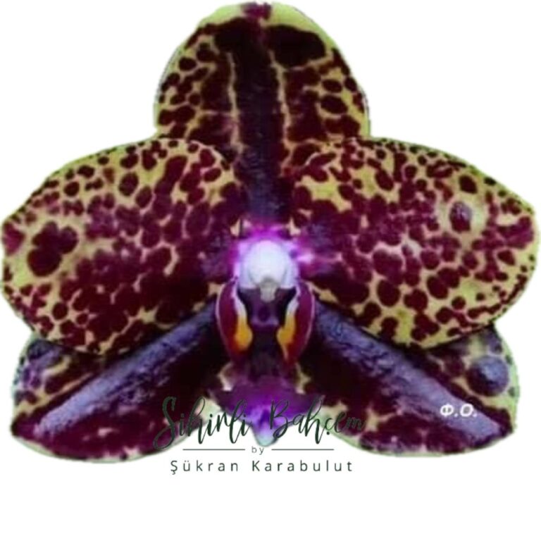 Phalaenopsis Mituo Reflex DD 'Isosceles triangle' (İthal)