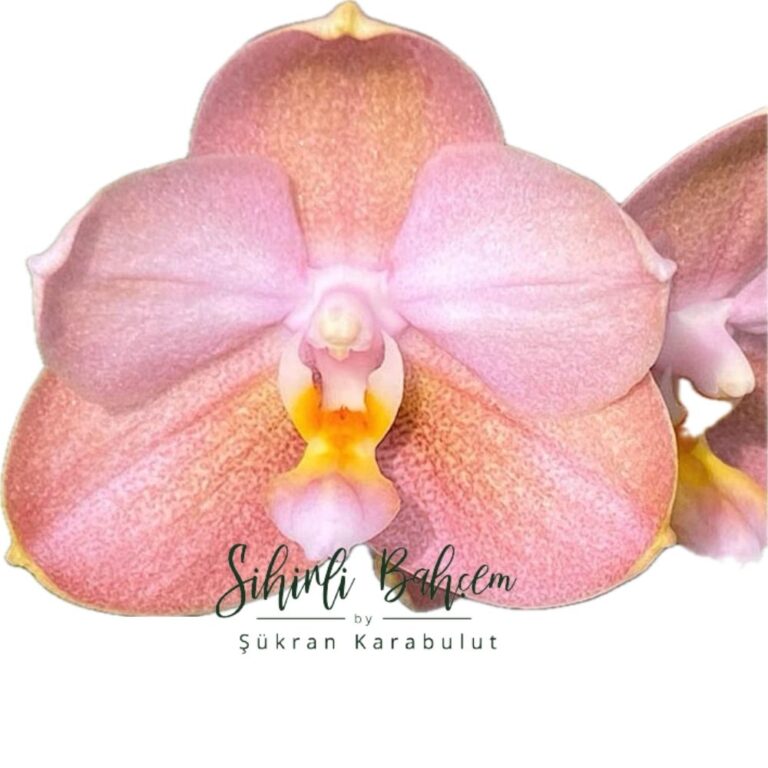 Phalaenopsis Mituo Golden Pink  'Rose Gold' (İthal)(Kokulu)