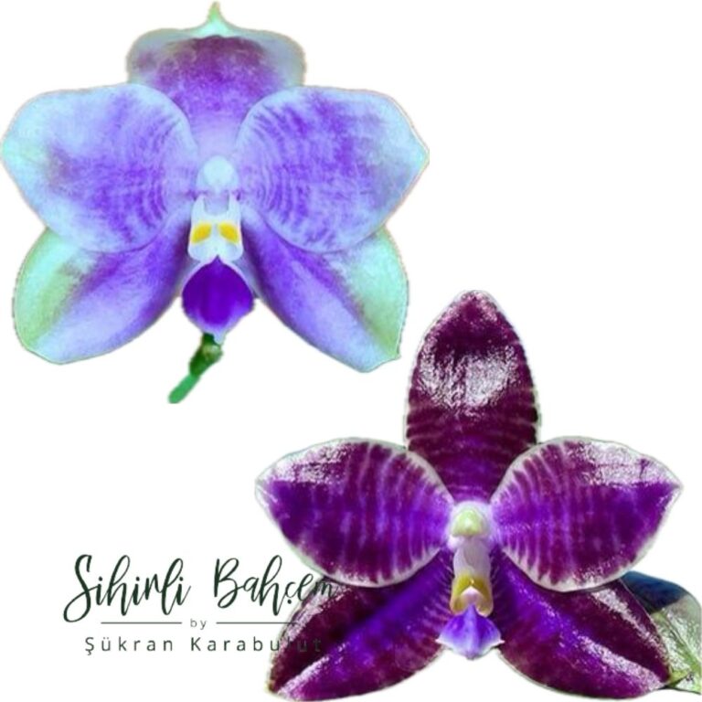 Phalaenopsis (Mituo 24 Solar Terms x YangYang Black Ludde) (İthal)(Yoğun Kokulu)