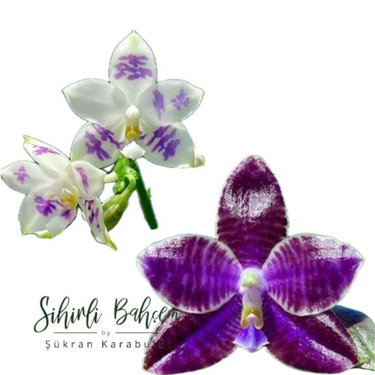 Phalaenopsis (YangYang blue Surprise x YangYang Black Ludde) (İthal)(Yoğun Kokulu)