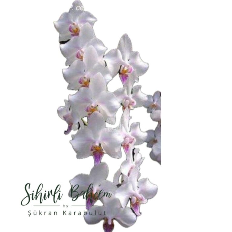 Phal. Mato Girl X Phal. Celebensis ''Smile Sawn'' (İthal) (Kokulu)