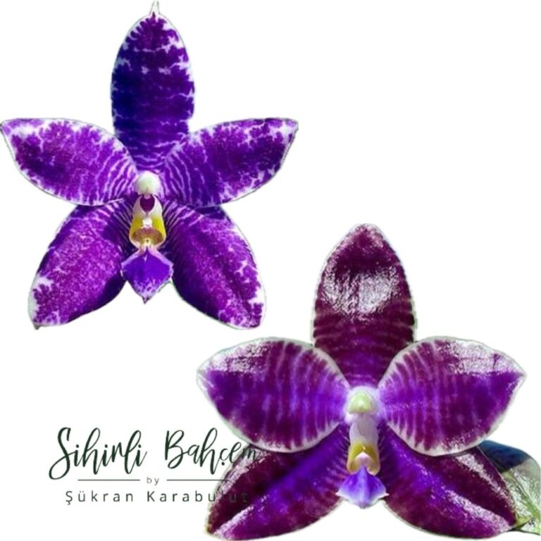 Phalaenopsis (YangYang Black Ludde x Lioulin Blue Parrot) (İthal)(Yoğun Kokulu)