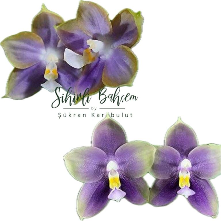Phalaenopsis Mituo Reflex Dragon 'Blue-2' x Mituo Blue Bear 'B#1' (İthal)(Kokulu)