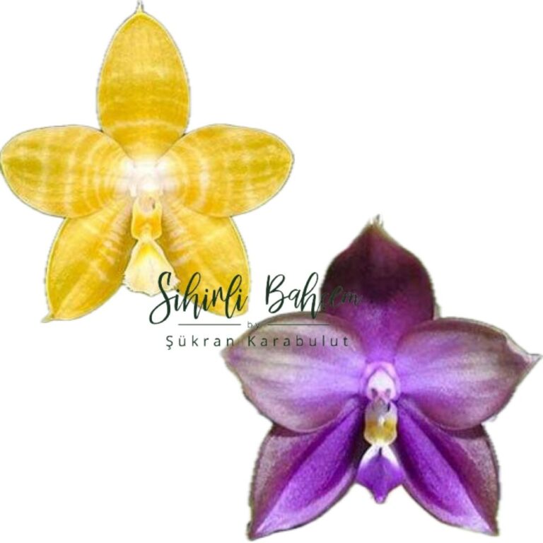 Phalaenopsis Mituo Blue Bear 'M-5' x Yaphon Goodness 'flava' (İthal)(Kokulu)(Dallı)