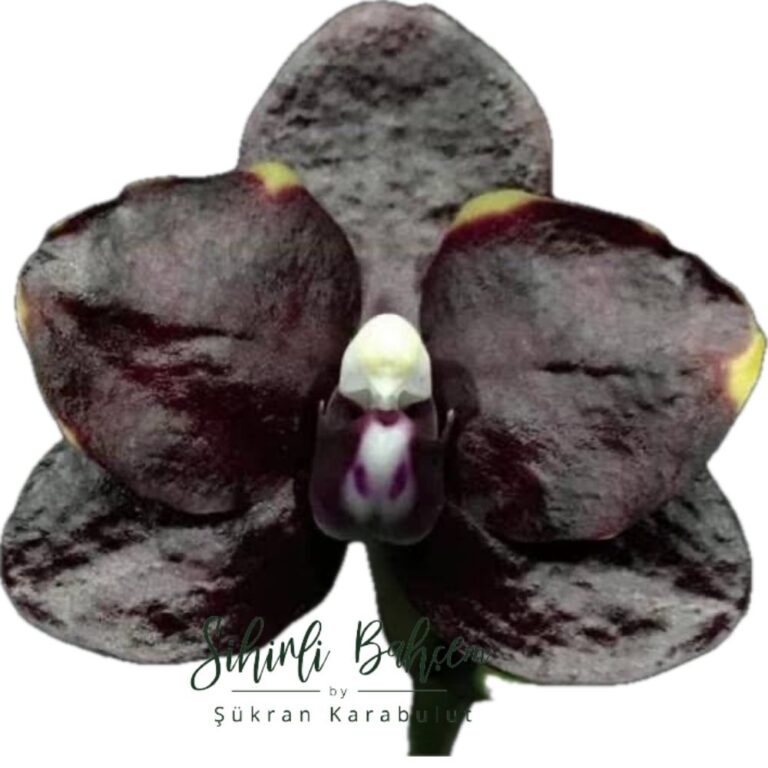 Phalaenopsis Mituo Diamond 'Cinderella' (İthal)(Kokulu)