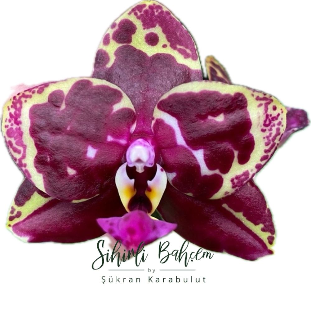 Phal. Yaphon Black Rose 'BKM-13' (İthal)(Yoğun Kokulu)