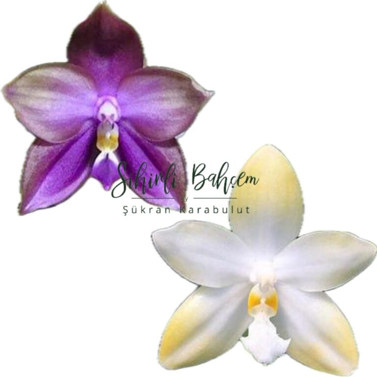 Phal. Mituo Blue Bear 'M-5' x Yaphon Gem 'flava' (İthal)(Kokulu)