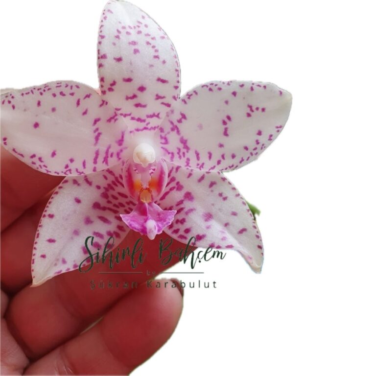 Phalaenopsis Brother Prince ‘Hai Tony’ HCC/AOS (Kokulu)(Ödüllü)