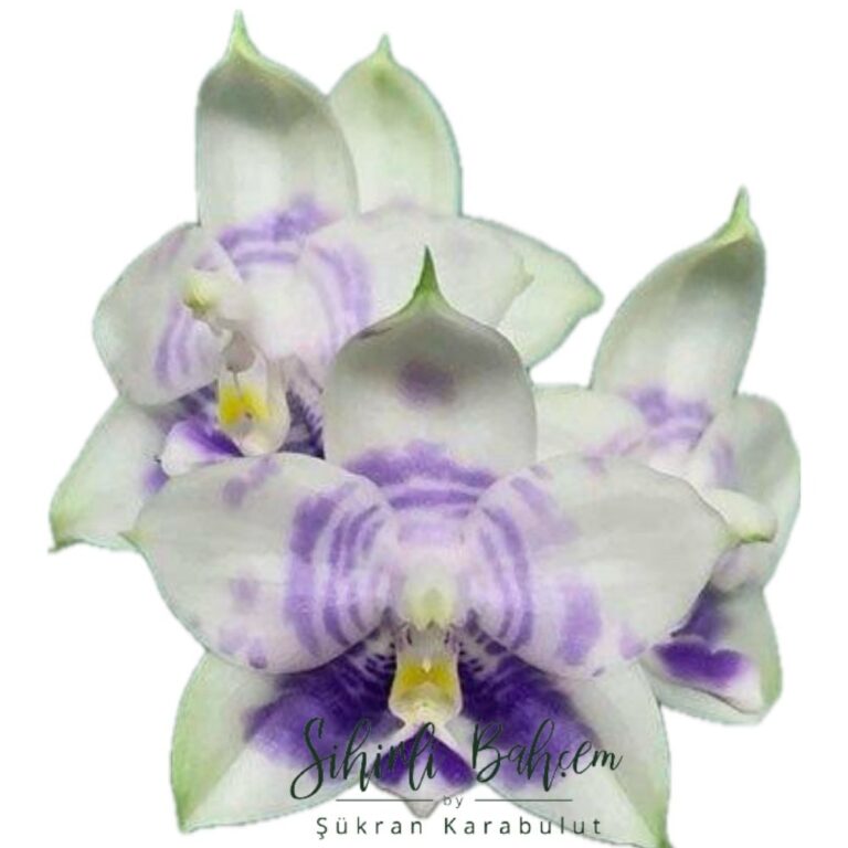 Phalaenopsis Mituo Purple Dragon 'Blue White' (İthal) (Yoğun Kokulu)