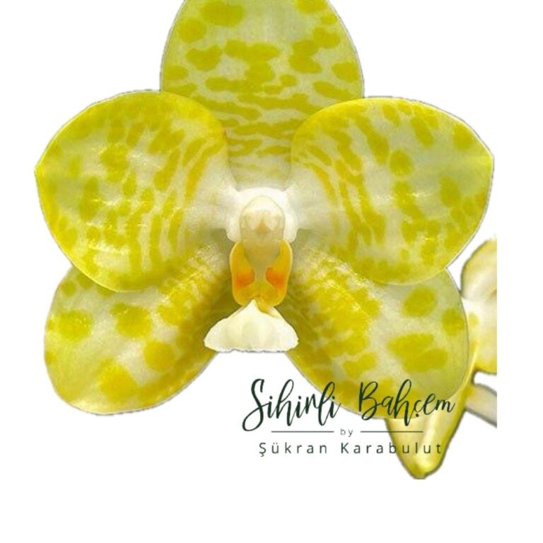 Phalaenopsis YangYang Super Model 'Yellow Baby' (İthal)(Yoğun Kokulu)
