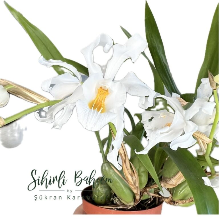 Coelogyne cristata (İthal)(Çiçekli)(Yoğun Kokulu)
