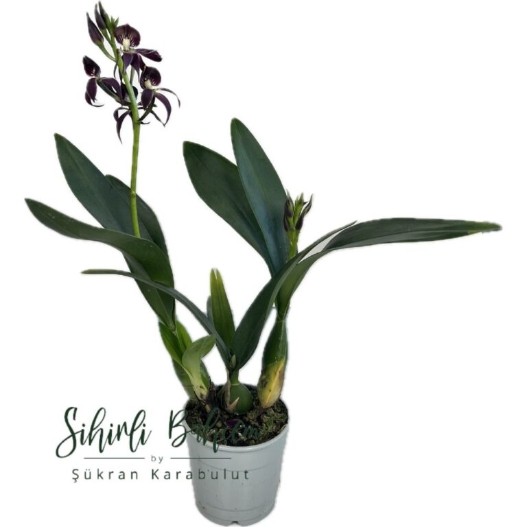 ENCYCLIA GUARECHEA BLACK COMET (İthal)(Çiçekli)(Yoğun Kokulu)