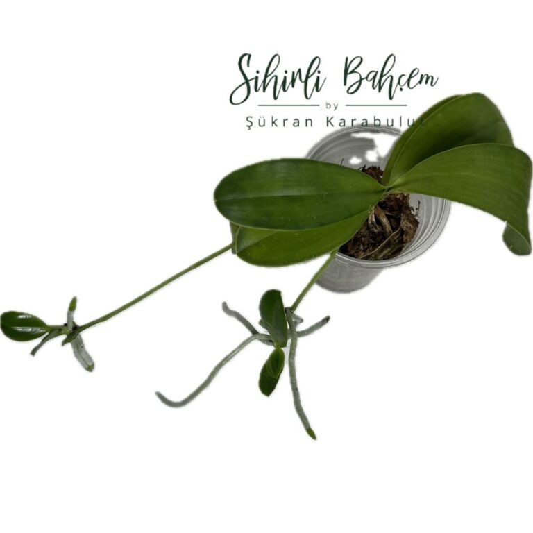 Phal. pulchra & sib (İthal)(Kokulu)(Keikili)(Dallı)(Yeni Saksıya Geçirilmiş)