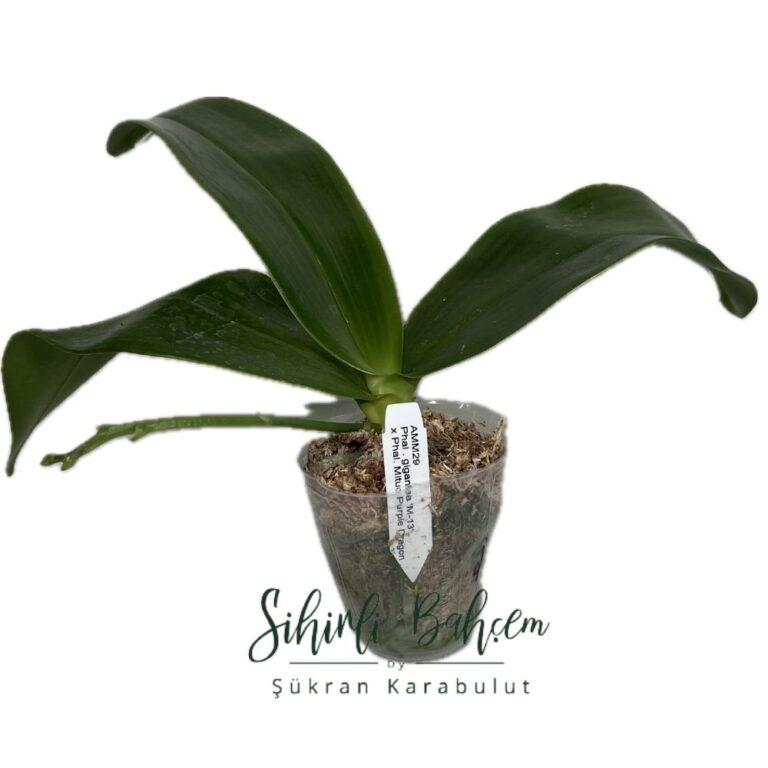Phalaenopsis gigantea 'M-13' x Mituo Purple Dragon (İthal)(Kokulu)(Dallı)